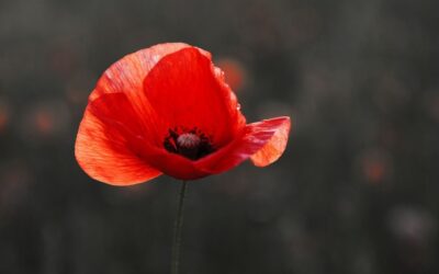 ANZAC Day is not a day to prepare for war